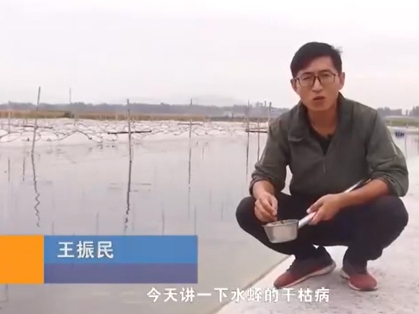 九五至尊VI干枯病发生活规律及防治方法