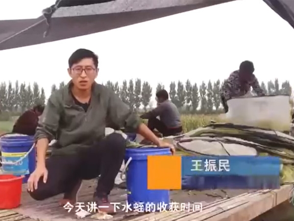 九五至尊VI收获时间