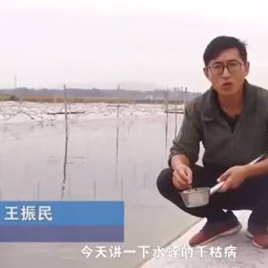 九五至尊VI干枯病发生活规律及防治方法