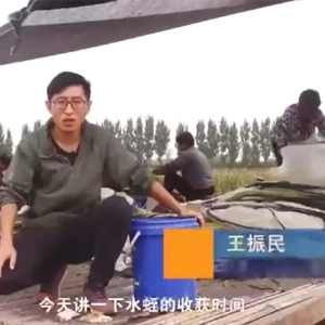 九五至尊VI收获时间